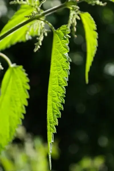 nettle leaves leaves stinging nettle