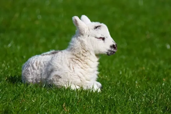 new born lamb