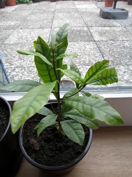 new life