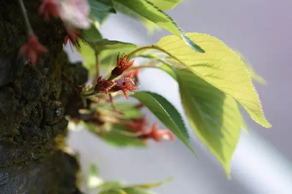 new life