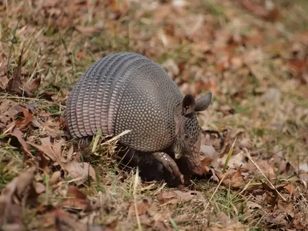 nine banded armadillo
