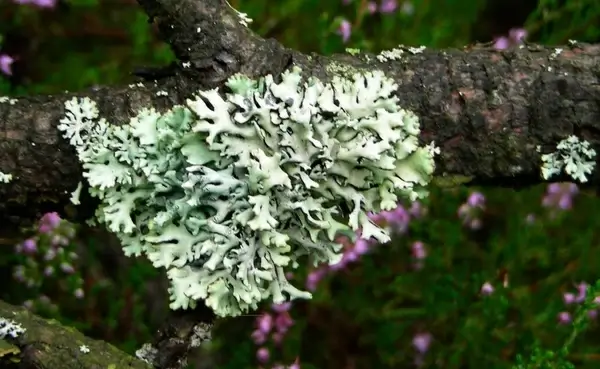 nordic tree lichen