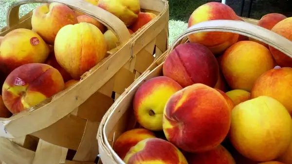 north charleston farmers market produce