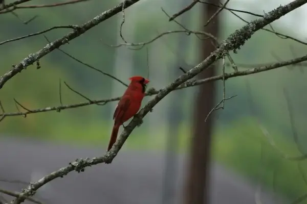 northern cardinal
