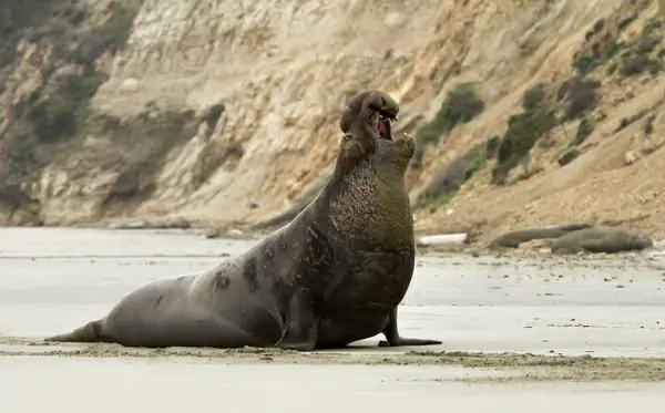 northern elephant seal