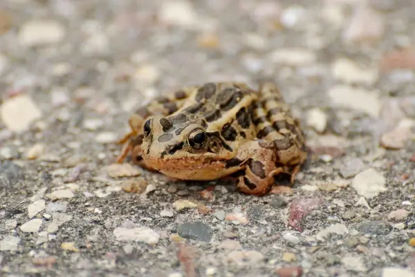 northern leopard forg rana pipiens
