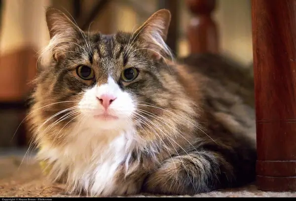 norwegian cat
