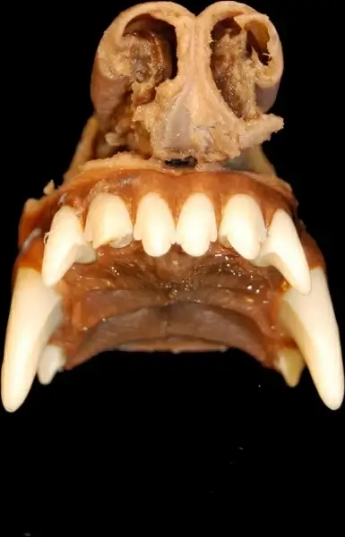 nose tooth anatomy