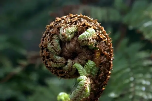 nz fern