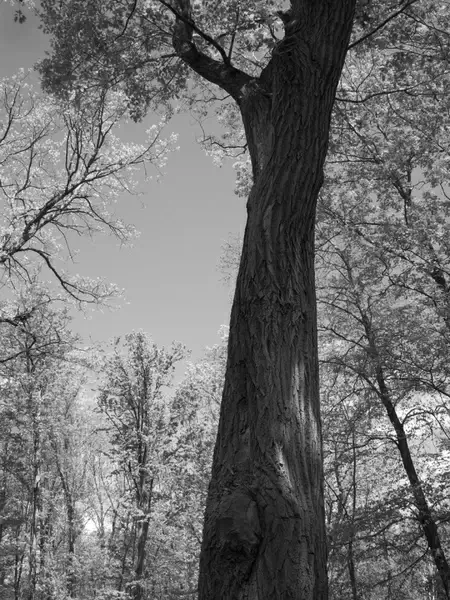 oak tree