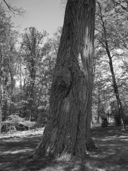 oak tree too