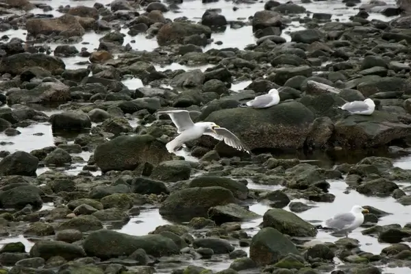 ocean rocks water seagull