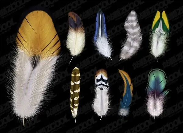 of 9 beautiful feathers psd