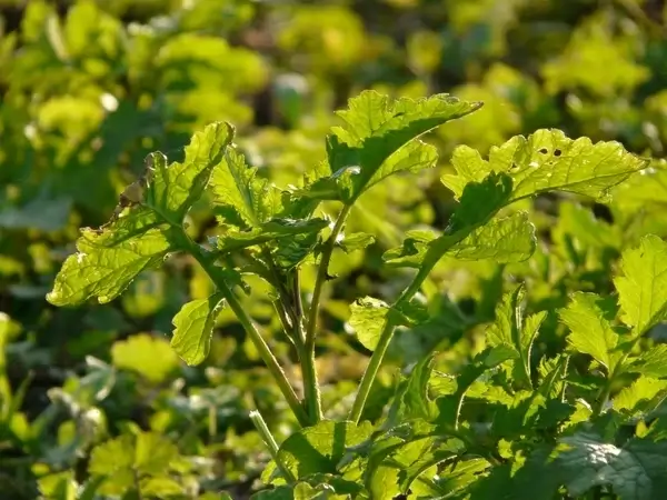 oilseed rape rapsfeld agricultural plant