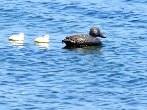 oily duck
