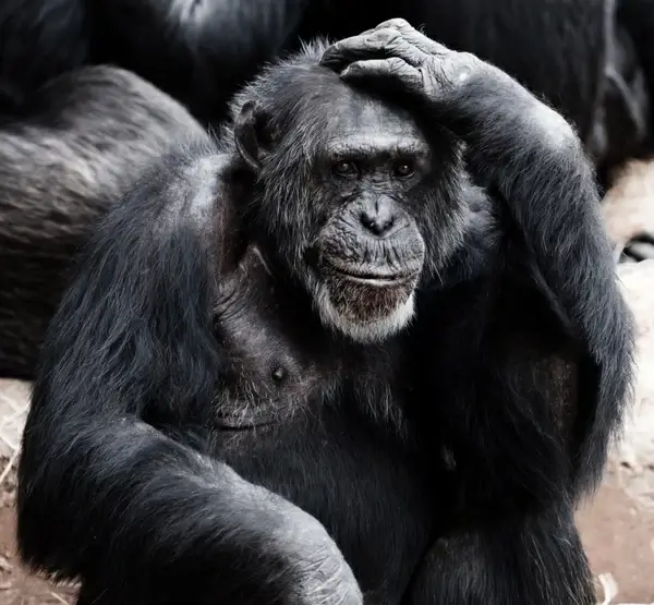 old chimpanzee