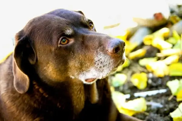 old dog 