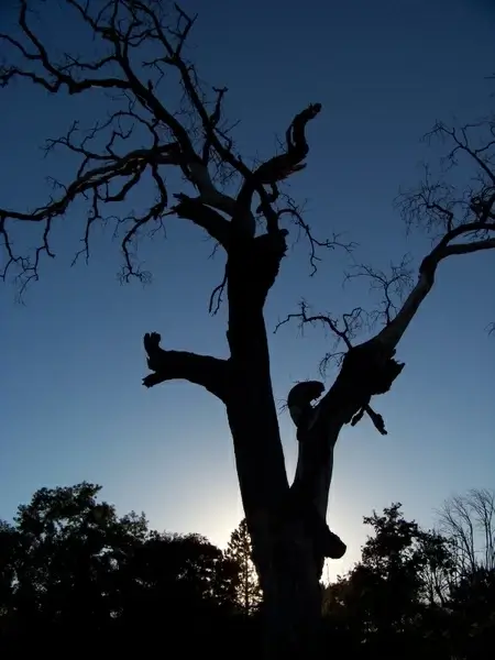 old tree decay