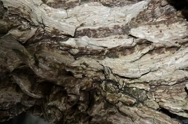 old tree trunk