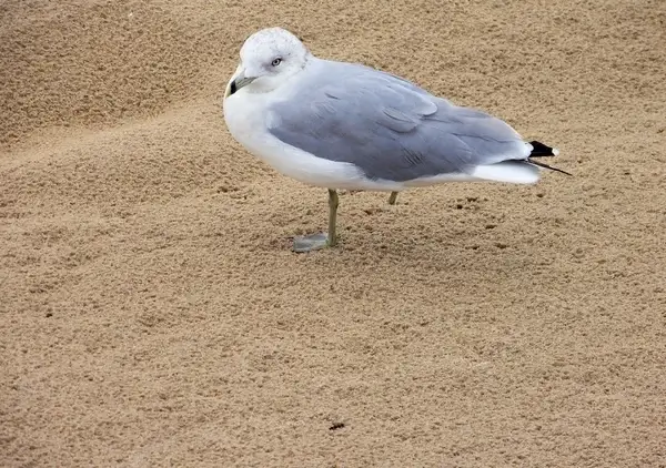 one legged seagull