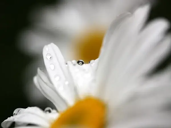 oops a daisy