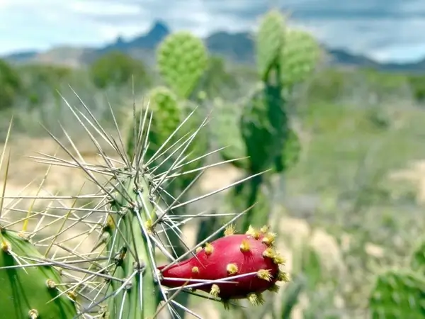 opuntia venezuela plant