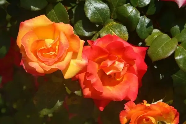 orange and red roses