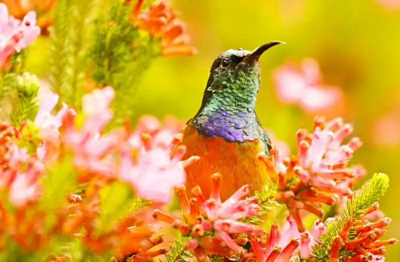 orange breasted sunbird picture elegant cute
