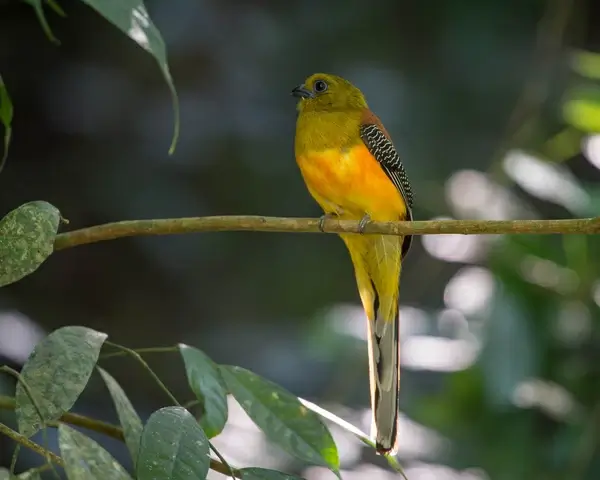 orange breasted trogon