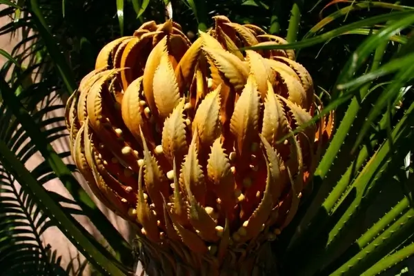 orange flower