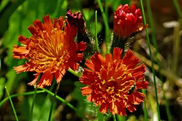 orange red king devil orange hawkweed wildflower