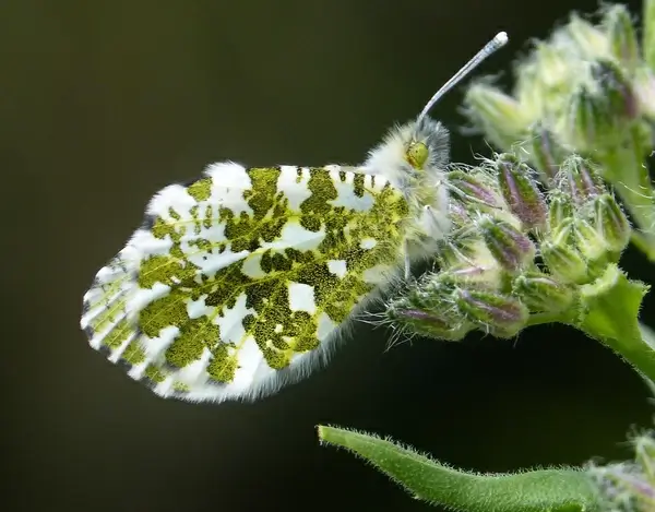 orange tip underwing 