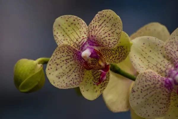 orchid