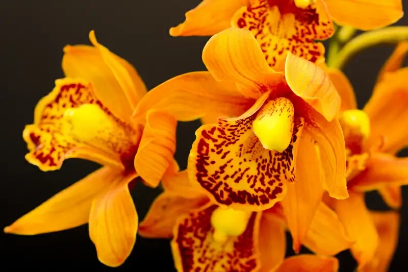 orchid flower backdrop picture elegant blooming closeup 