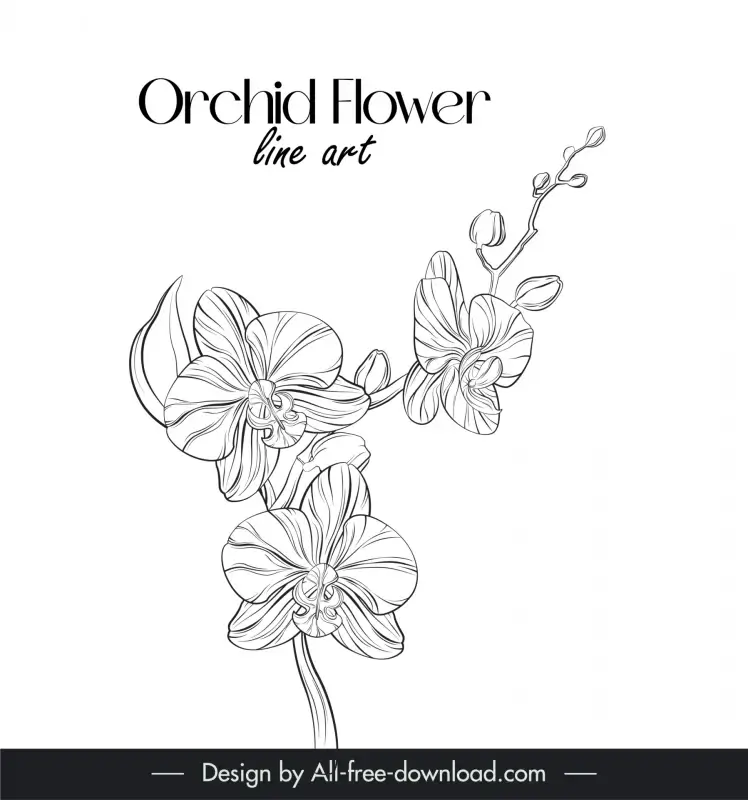 orchid flower line art design elements black white handdrawn 