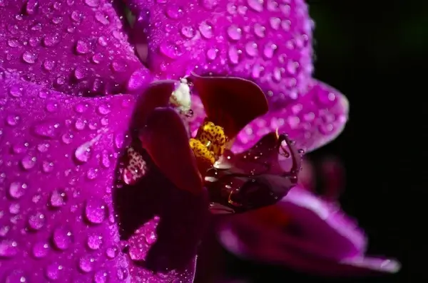 orchid purple flower