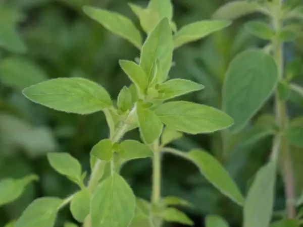 oregano spice herb