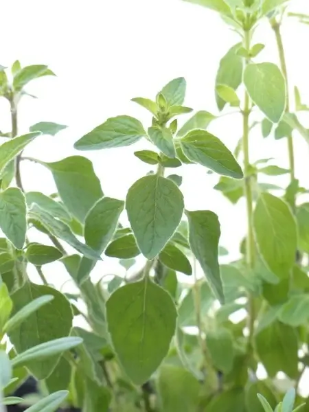 oregano spice herb