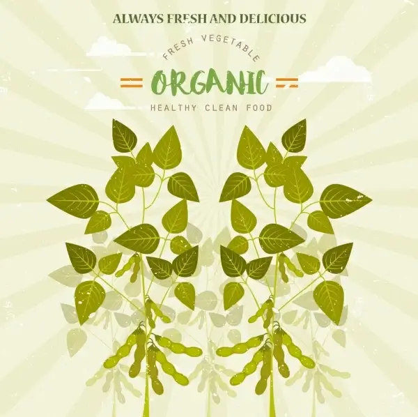 organic food advertisement green soybean icon