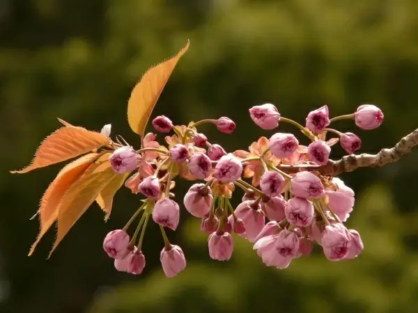 ornamental cherry flowering twig bud