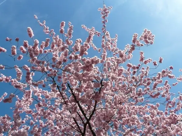 ornamental cherry flowers pink 