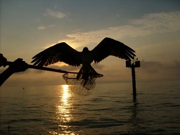 osprey