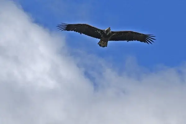 osprey raptor bird