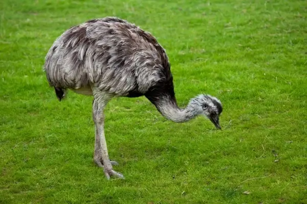 ostrich