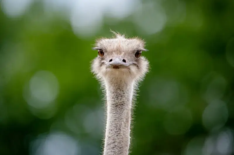 ostrich picture elegant face closeup