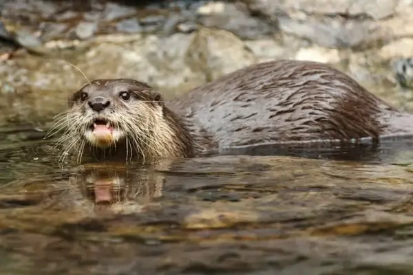 otter