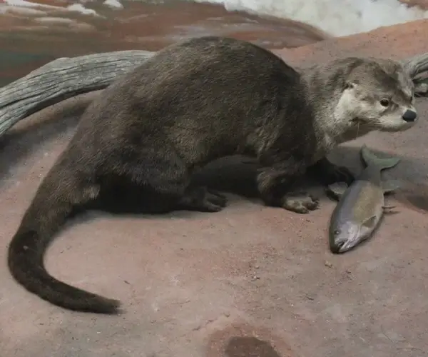 otter fish-eater mammal 