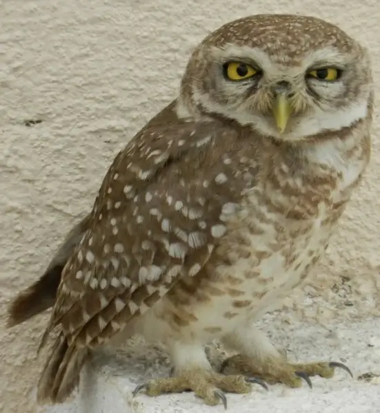 owl bird of prey yellow eyes