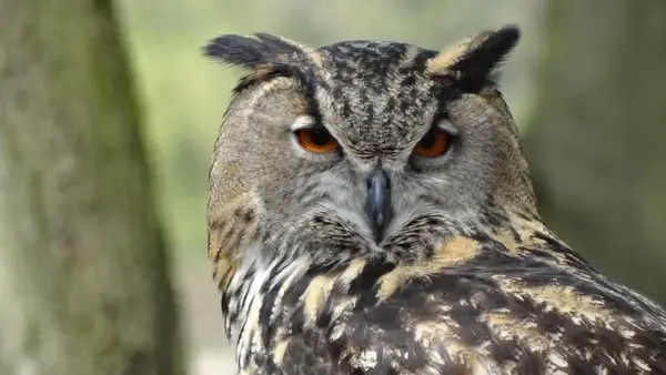 owl eagle owl forest