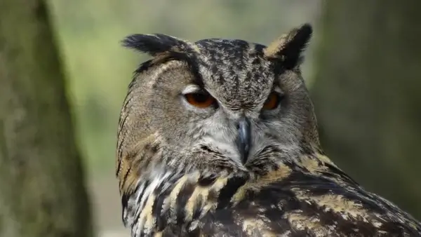 owl eagle owl forest